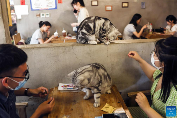 Uniknya Kafe Kucing Gudaomaone di Beijing