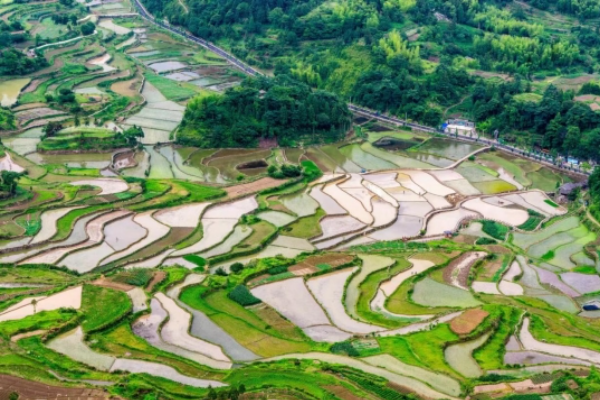 Indahnya Sawah Terasering di Desa Mingao