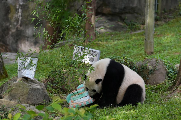 HUT ke-25 Panda Mei Xiang di Kebun Binatang &hellip;