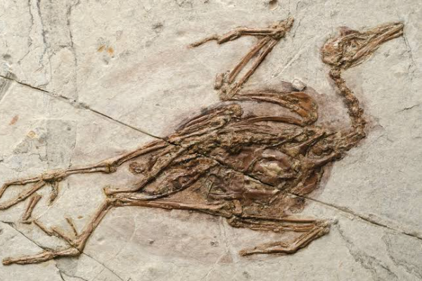 New Study Reveals Diet of Earth’s Earliest Bird – Jeholornis