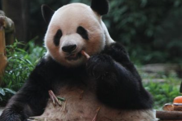Perayaan HUT ke-13 Panda Cai Tao di Taman Safari &hellip;