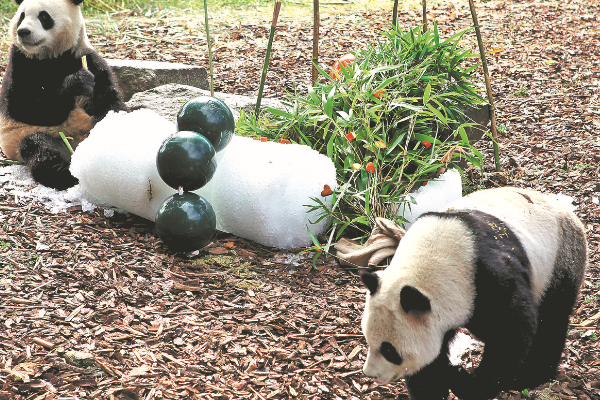 Kebun Binatang Belgia Dapat Surat Xi Jinping di &hellip;