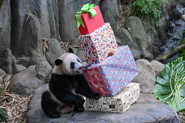 Panda Kelahiran Singapura Akan Kembali ke China