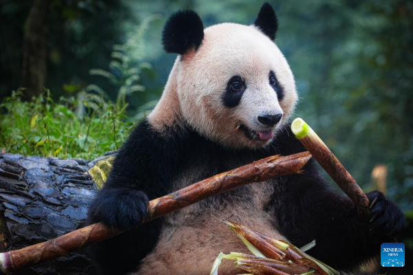 Panda Kelahiran Jepang Xiang Xiang Kembali ke Ya'&hellip;