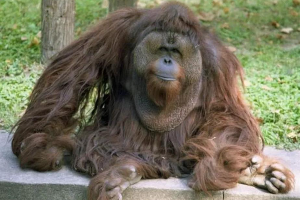 Gagal Organ, Orangutan di Kebun Binatang Shanghai &hellip;