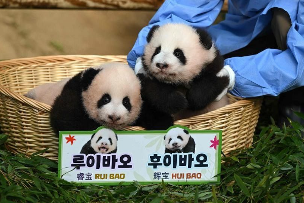 Korea Selatan : Panda Kembar Sebagai "Harta Karun"