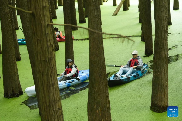 Ini Potret Hutan Tergenang di Danau Qingshan