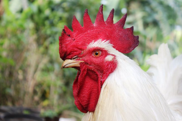 Shio 24 November 2023: Hal Baik pada Ayam