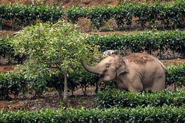 Ilmuwan China Ungkap Evolusi Pola Makan Gajah &hellip;