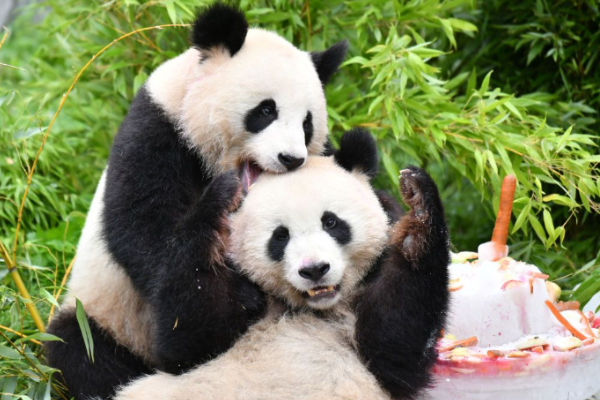 Panda Kembar Kelahiran Berlin, Pulang ke Chengdu