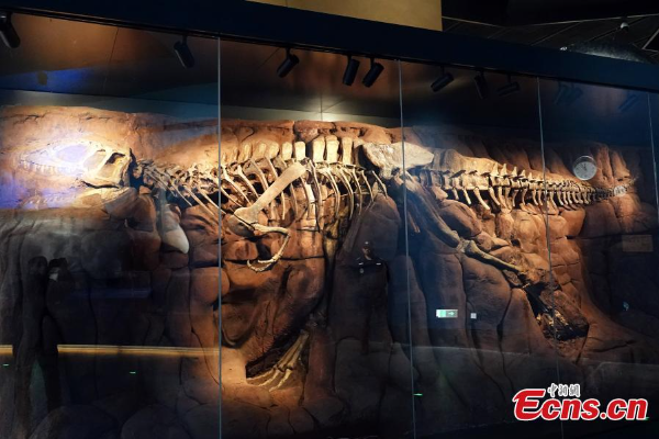 POTRET Museum Sejarah Alam Terbesar di Asia Dibuka