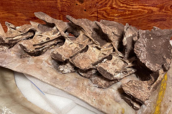 Paleontolog China Temukan Tulang Dinosaurus di &hellip;