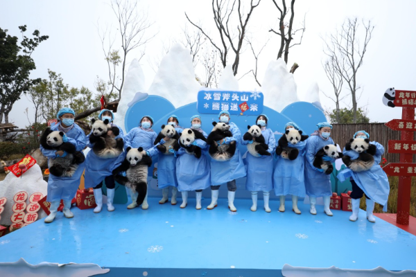 Video Anak Panda Dirilis Rayakan Tahun Baru Imlek