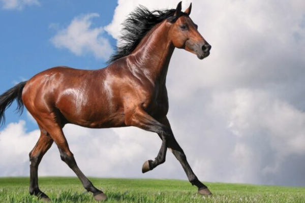 Shio 13 Februari 2024: Kuda Penuh Tekad