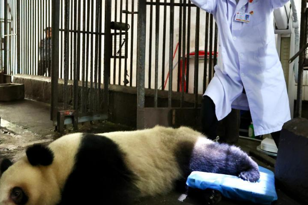 Kebun Binatang Chongqing Datangkan Ahli Medis &hellip;