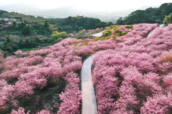 Bunga Sakura Bermekaran Sempurna di Pegunungan