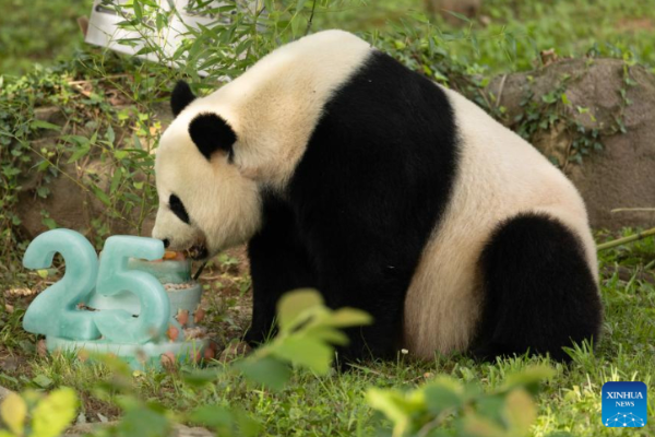China Lanjutkan Kerja Sama Perlindungan Panda &hellip;