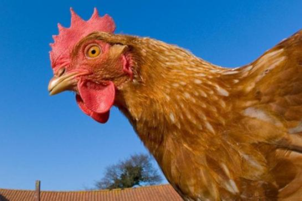 Shio 27 Februari 2024: Ayam Menonjol Di Tempat &hellip;