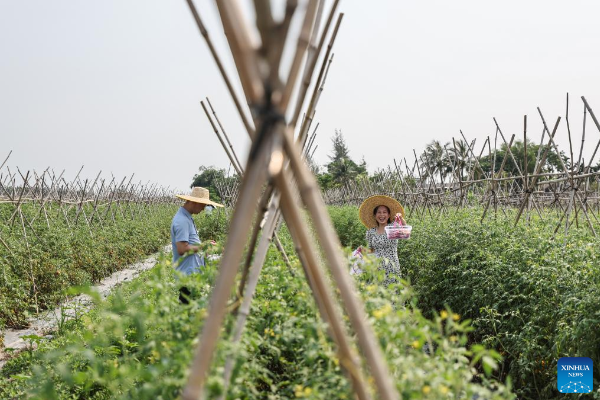 POTRET: Festival Memetik Tomat Ceri di Hainan