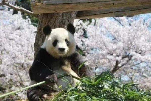 Panda Raksasa yang Tinggal di Jepang Mati