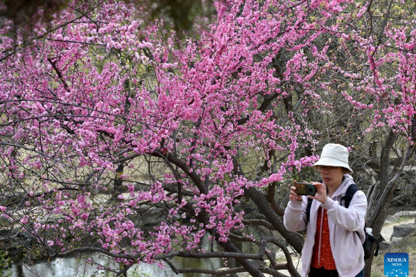 POTRET: Wisatawan kunjungi Taman Yuanmingyuan di &hellip;