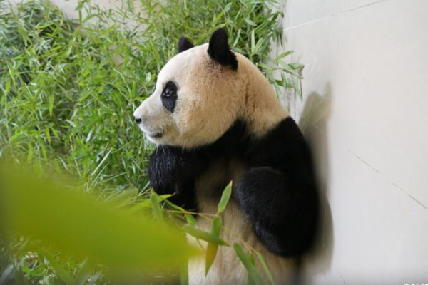 POTRET : Panda Raksasa Fu Bao Mulai Karantina
