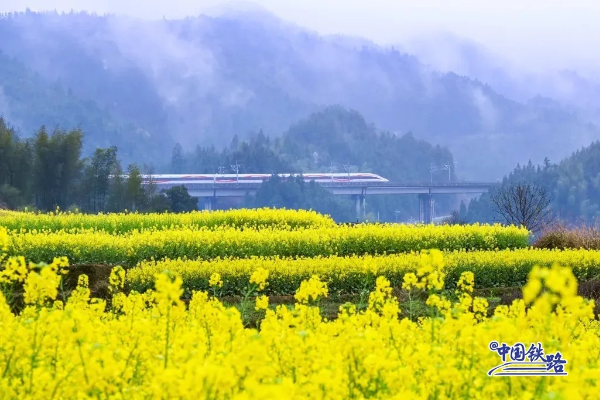 Hamparan Ladang Bunga Rapeseed Emas Hunan Yang &hellip;