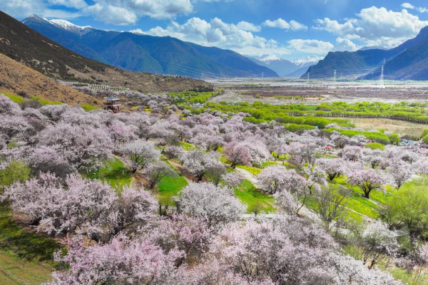 Magisnya Musim Semi China: Pesona Bunga Persik di &hellip;