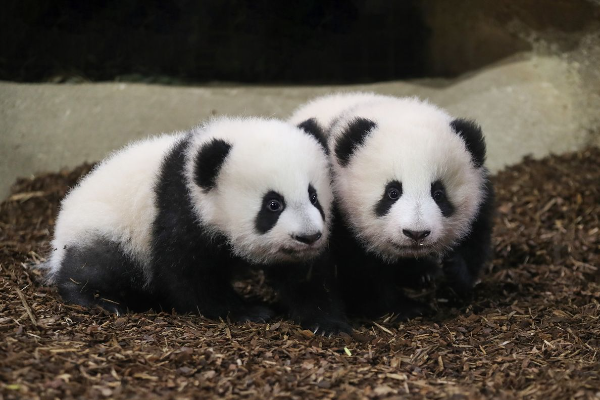 China Berecana Kirim 2 Panda Raksasa ke AS