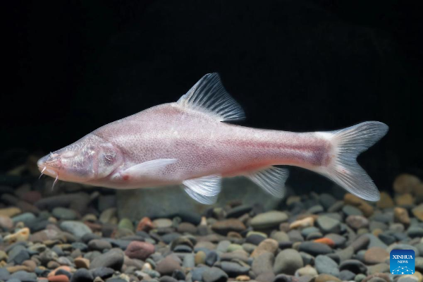 Spesies Ikan Buta ditemukan di Aliran Bawah Tanah &hellip;