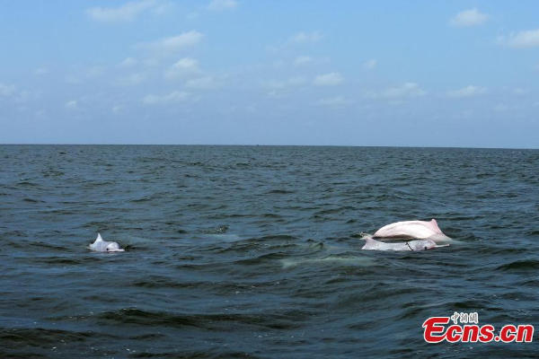 Indahnya Lumba-Lumba Putih di Teluk Leizhou, China