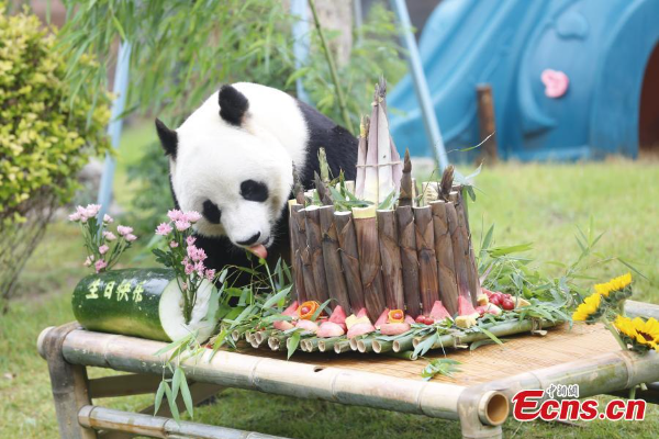 Potret : Panda Raksasa Ya Ji Rayakan Ulang Tahun &hellip;
