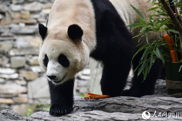 Potret : Panda Raksasa Fu Bao Bertemu Publik China