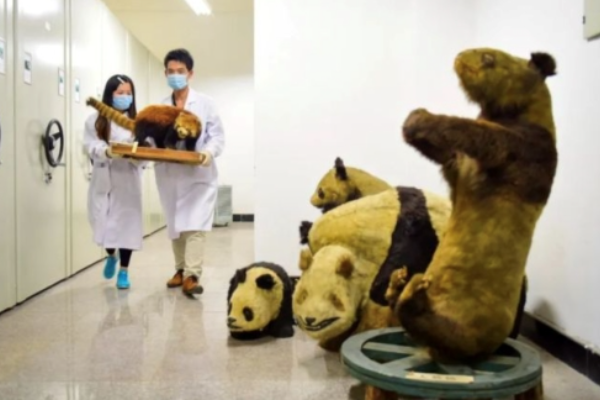 Perguruan Tinggi China Buka Jurusan Ilmu Panda &hellip;