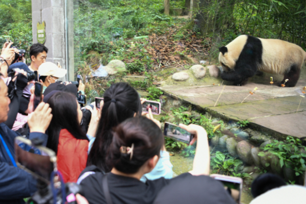 Panda Kesayangan Jepang Rencana Kembali ke China &hellip;