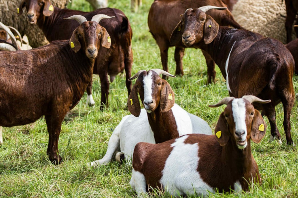 Shio 12 September 2024: Shio Kambing Berpikiran Cepat dan Penuh Imajinasi