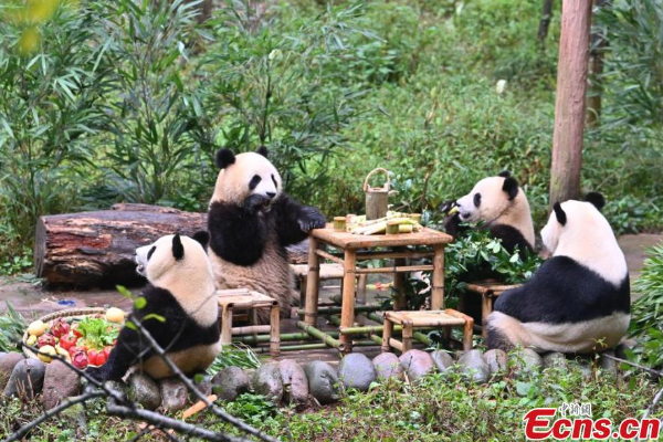 Potret : Pesta Ulang Tahun Panda Raksasa Sichuan