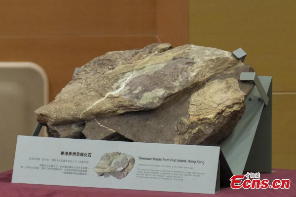 Fosil Dinosaurus Ditemukan di Hong Kong Pertama &hellip;