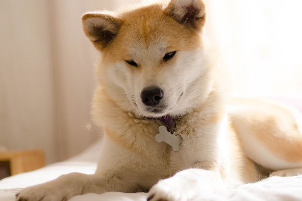 Shio Anjing 16 April 2025: Penuh Cahaya Dengan &hellip;