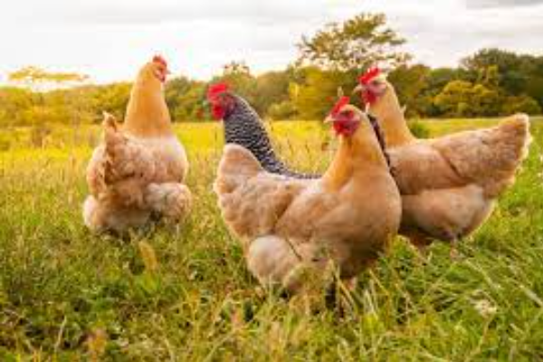 Shio Ayam 17 April 2025: Segalanya Berjalan Lancar dan Pekerjaan Sangat Mulus