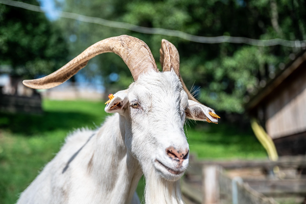 Shio Kambing 18 April 2025: Seperti Anak Kesayangan Semesta dan Sangat Luar Biasa