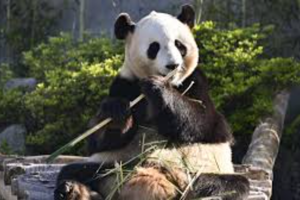 Empat Panda Raksasa Taman Hiburan Jepang Akan &hellip;