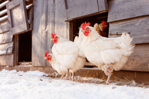Shio Ayam 15 Mei 2025: Cenderung bersikap keras &hellip;
