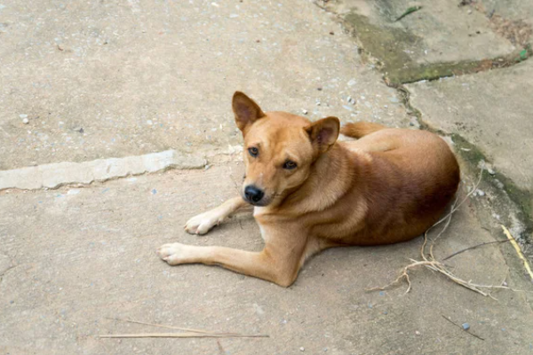 Shio Anjing 3 Juni 2025: Hari yang lancar untuk keuangan