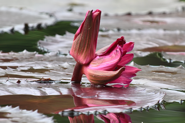 Bunga Teratai Langka Putik Kembar Ditemukan di &hellip;