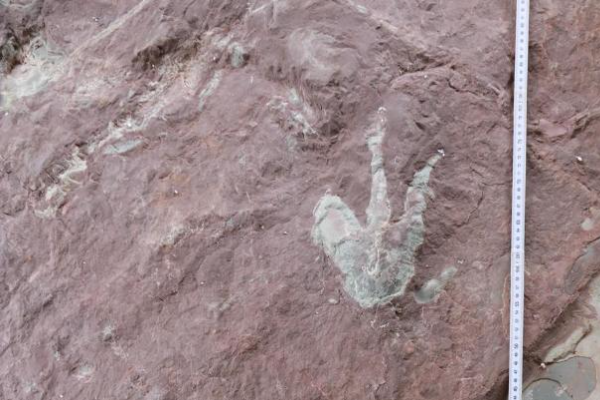 Penemuan Jejak Kaki Dinosaurus Ungkap Msteri &hellip;