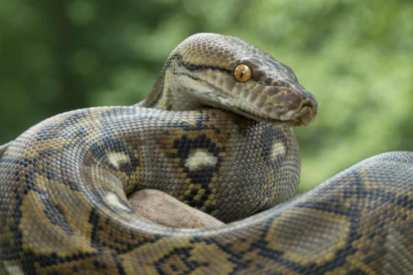 Shio Ular 13 September 2025: Hari ini &hellip;