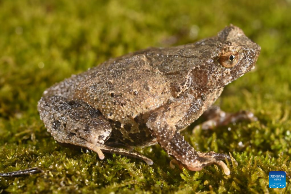Spesies Katak Bertanduk ditemukan di China