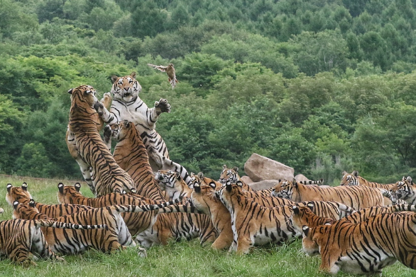 Populasi Satwa Langka, Lima Anak Harimau Baru &hellip;