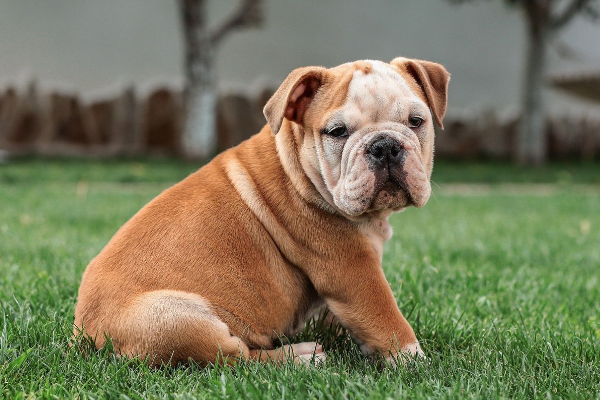 Shio Anjing 25 September 2025: Keras kepala dan suka memaksakan kehendak